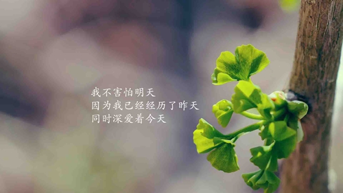 表白暗戀的句子